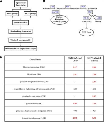 Singapore Grouper Iridovirus Induces Glucose Metabolism in Infected Cells by Activation of Mammalian Target of Rapamycin Signaling